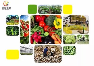 云种菜共享农场+社区团购 智慧农业引领鲜活水产品流通新篇章