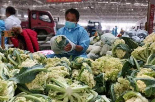 新疆九鼎市场 日销5500吨果蔬与鲜活水产品，托稳西北“菜篮子”