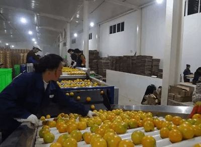 从田园到车间 如何通过工业化思维保证农产品品质的一致性