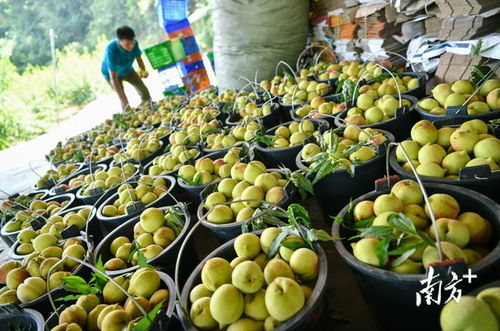 清远重塑产业链 破解丰产困局，迈向农产品优质丰收新篇章